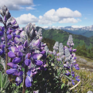 Top 5 Summer Hikes