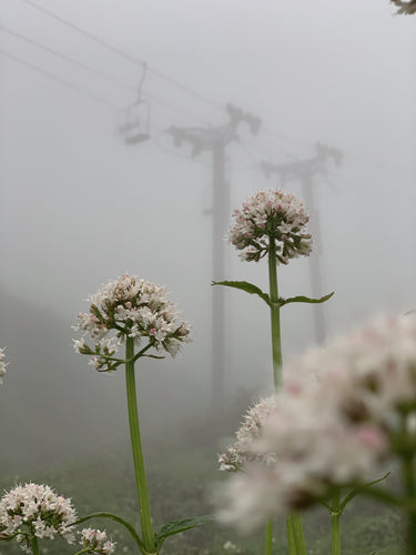 Eaglecrest Guided Hike